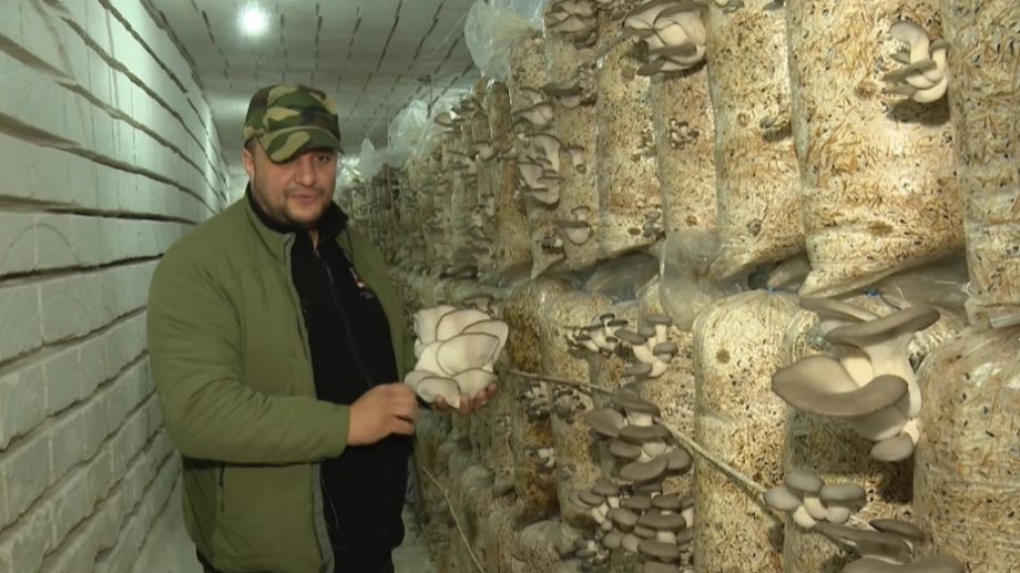 (foto) Ciuperci de copac, crescute în mină. Am discutat cu Sergiu Cichir, unul dintre cei mai mari producători de ciuperci Pleurotus din țară